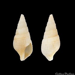 Clavatulidae - Clavatula milleti (Petit de la Saussaye, 1851)