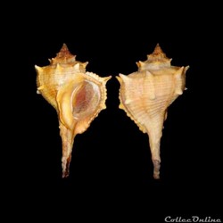 Muricidae - Bolinus brandaris (Linné, 1758)