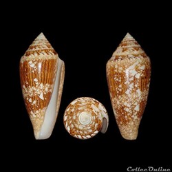 Cylinder telatus (Reeve, 1848)