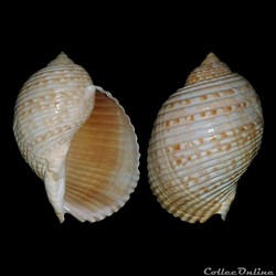 Tonnidae - Tonna pennata (Mörch, 1853)