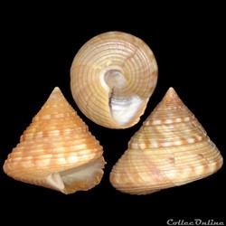 Calliostomatidae - Calliostoma zizyphinum (Linné, 1758)