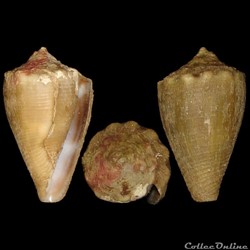 Conidae - Monteiroconus mus (Hwass in Bruguière, 1792)