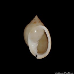 Cassidae - Semicassis granulata (Born, 1778)
