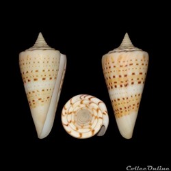 Strategoconus (Strategoconus) monile (Hwass in Bruguière, 1792)