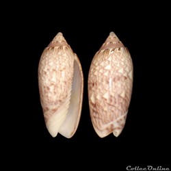 Olividae - Americoliva reticularis (Lamarck, 1811)