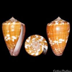 Kalloconus (Trovaoconus) venulatus (Hwass in Bruguière, 1792)
