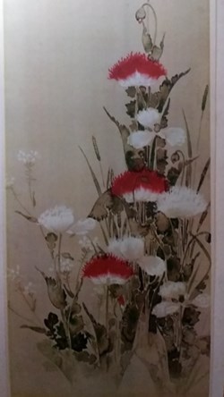 Red and white poppies