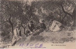 "Récolte des olives"