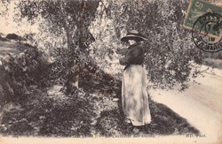 "La Cueillette des Olives"