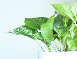 ”Marble Queen ” Pothos