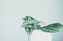 Satin Pothos ( Scindapsus Pictus )