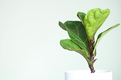 Fig-Leaf Tree (Ficus Lyrata)