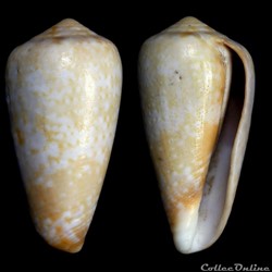 Textilia chiapponorum (Lorenz, 2004)