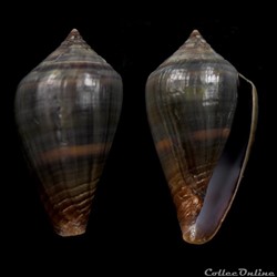 Lautoconus (Africonus) fantasmalis (Rolán, 1990)