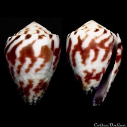 Harmoniconus sponsalis (Hwass in Bruguière, 1792)
