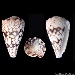 Conus vidua (Reeve, 1843)