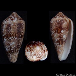 Cylindrus canonicus (Hwass, 1792)