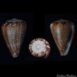 Lautoconus (Africonus) evorai (Monteiro, Fernandes & Rolán, 1995)