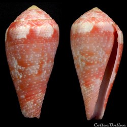 Rhizoconus pertusus elodieallaryae Cossignani, 2013