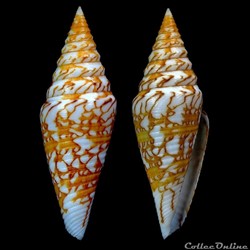 Turriconus (Turriconus) excelsus (Sowerby III, 1908)