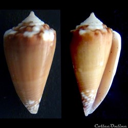 Phasmoconus (Fulgiconus) optimus (Sowerby III, 1913)