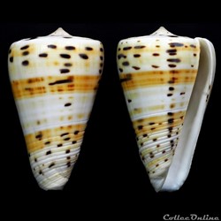 Tesseliconus eburneus (Hwass in Bruguière, 1792)