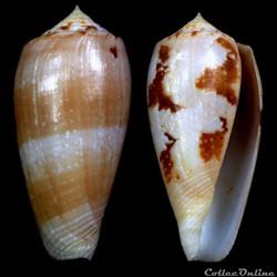 Pionoconus leobottonii (Lorenz, 2006)