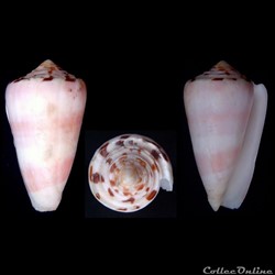 Pionoconus gauguini (Richard & Salvat, 1973)