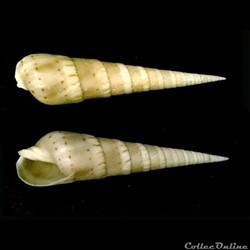 Oxymeris crenulata (Linnaeus, 1758)