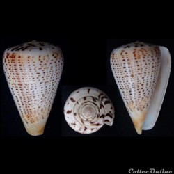 Dendroconus glaucus (Linnaeus, 1758)