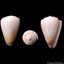 Kioconus (Kioconus) reductaspiralis (Walls, 1979)