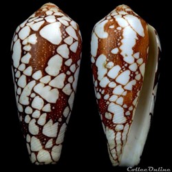 Darioconus episcopatus (da Motta, 1988)