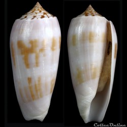 Pionoconus subfloridus (da Motta, 1985)