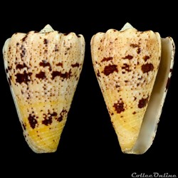 Stephanoconus regius f. citrus(Gmelin, 1791)