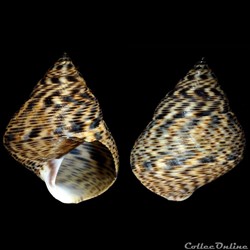 Littoraria angulifera (Lamarck, 1822)