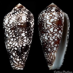 Darioconus pennaceus spp 4