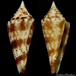 Fusiconus (Bathyconus) comatosus (Pilsbry, 1904)