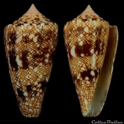 Cylindrus glorioceanus Poppe & Tagaro, 2009