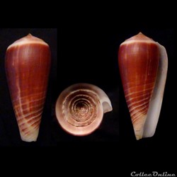 Phasmoconus (Phasmoconus) radiatus (Gmelin, 1791)
