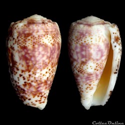 Textilia (Textilia) adamsonii (Broderip, 1836)