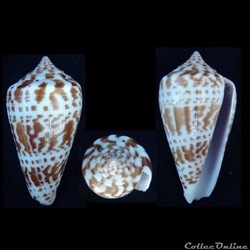 Phasmoconus (Phasmoconus) inscriptus (Reeve, 1843)
