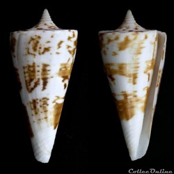 Kioconus (Kioconus) bayani (Jousseaume, 1872)