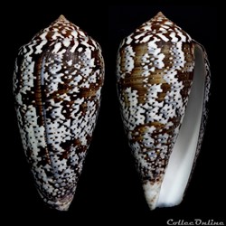 Pionoconus achatinus (Gmelin, 1791)