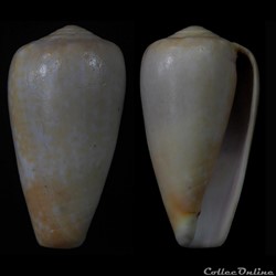 Textilia chiapponorum (Lorenz, 2004)