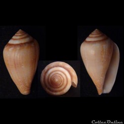 Californiconus californicus (Reeve, 1844)