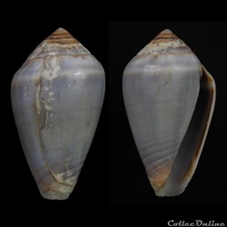 Lautoconus (Africonus) Cf