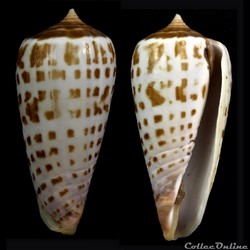 Phasmoconus (Phasmoconus) stramineus (Lamarck, 1810)