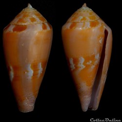 Kioconus (Isoconus) corallinus (Kiener, 1845)