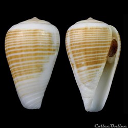 Lautoconus (Varioconus) flavusalbus (Rolán & Röckel, 2000)