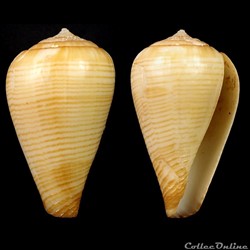 Lautoconus (Varioconus) cf. fuscolineatus (Sowerby III, 1905)
